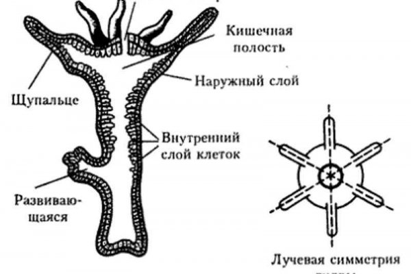 Кракен даркнет площадка ссылка