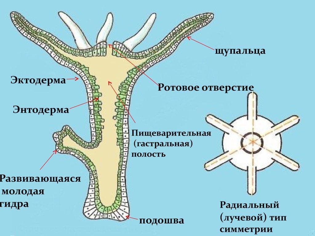 Кракен даркнет маркетплейс